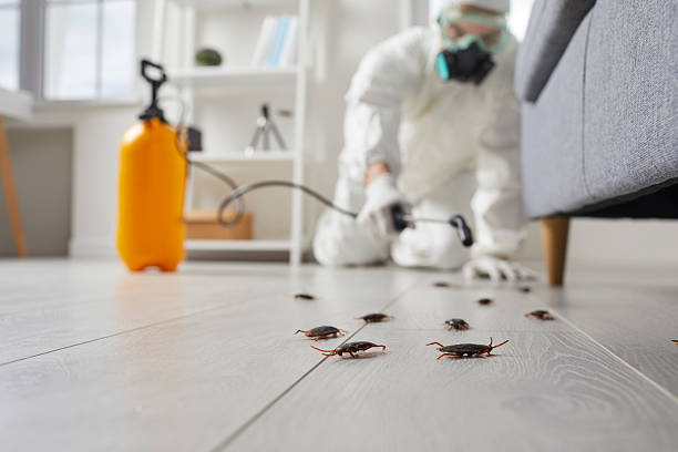 Post-Treatment Bed Bug Interceptor Monitoring in Apollo Beach